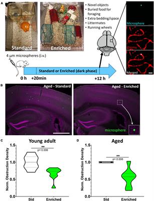 Behavioral and Neural Activity-Dependent Recanalization of Plugged Capillaries in the Brain of Adult and Aged Mice